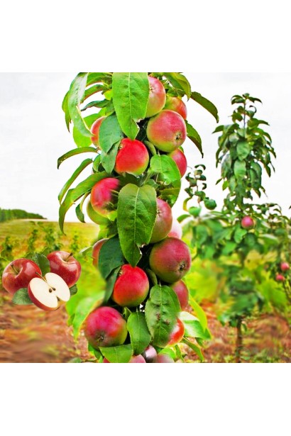 Яблуня ‘Легенда’ — великі червоні плоди, готові до збору